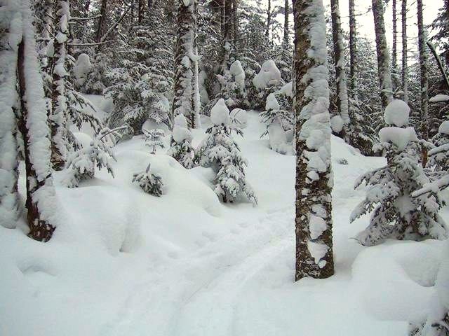 03_snow trees.JPG